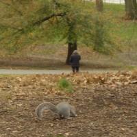 New York - Central Park, scoiattolo